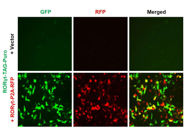 RORγt Reporter Lentivirus – Figure 1 of 4