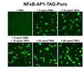 NFκB-AP1 Reporter Lentivirus – Figure 1 of 4