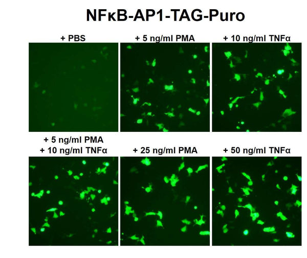 NFκB-AP1 Reporter Lentivirus – Figure 1 of 4
