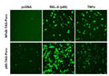 NFκB (p65) Reporter Lentivirus – Figure 1 of 2