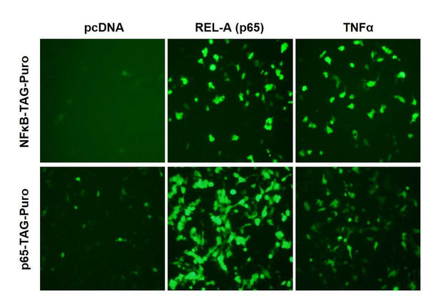 NFκB (p65) Reporter Lentivirus – Figure 1 of 2
