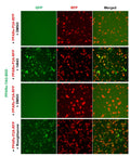 PPAR-alpha Reporter Lentivirus – Figure 1 of 7