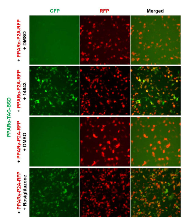 PPAR-alpha Reporter Lentivirus – Figure 1 of 7