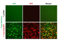 T-bet Reporter Lentivirus – Figure 1 of 7