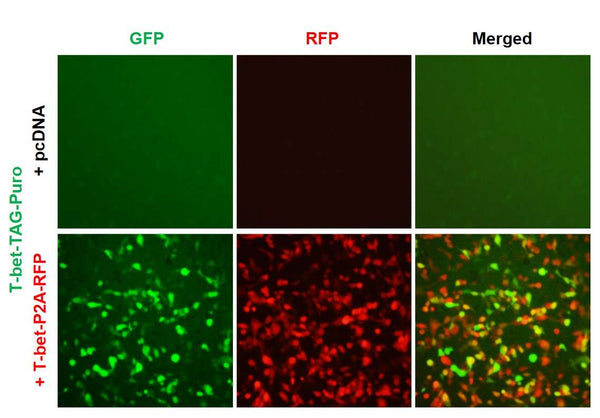 T-bet Reporter Lentivirus – Figure 1 of 7