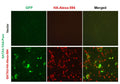 GATA3 Reporter Lentivirus – Figure 1 of 7