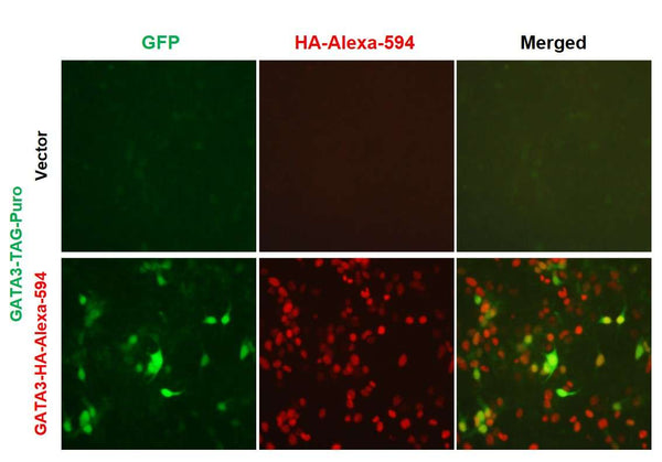 GATA3 Reporter Lentivirus – Figure 1 of 7