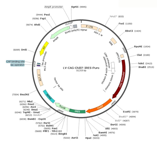 LV-CAG-ChiEF-IRES-Puro vector map