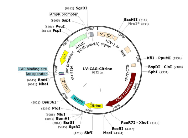 LV-CAG-Citrine vector map