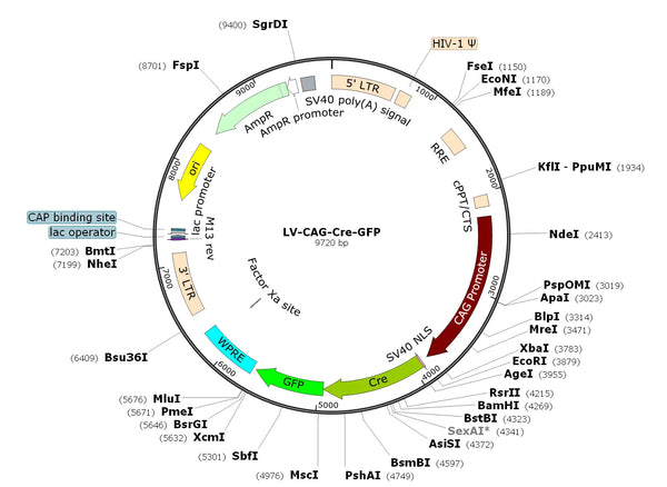 LV-CAG-Cre-GFP vector map