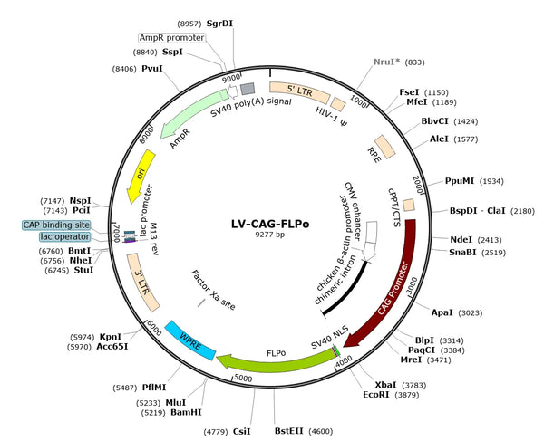 LV-CAG-FLPo vector map