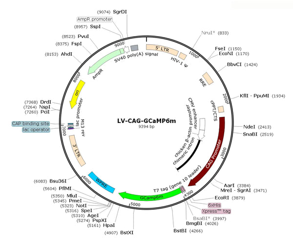 LV-CAG-GCaMP6m vector map