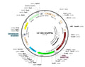 LV-CAG-GCaMP6s vector map