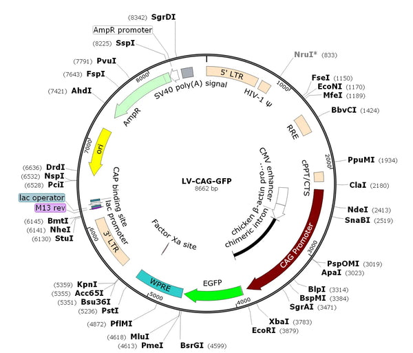LV-CAG-GFP vector map