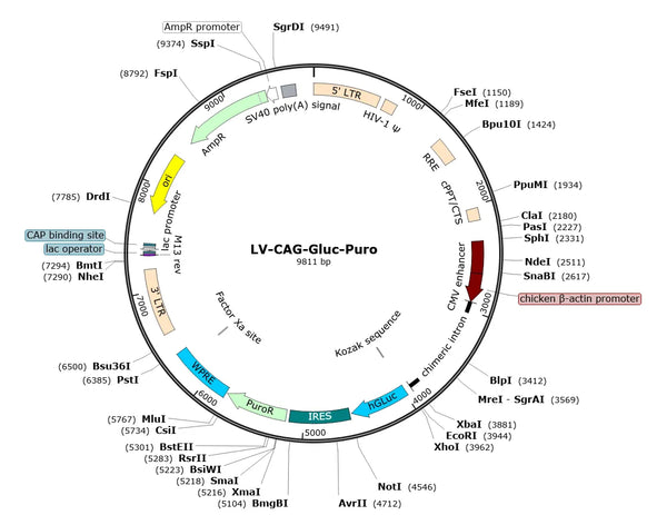 LV-CAG-hGluc-Puro vector map