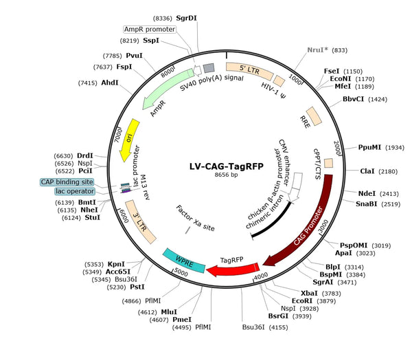 LV-CAG-TagRFP vector map