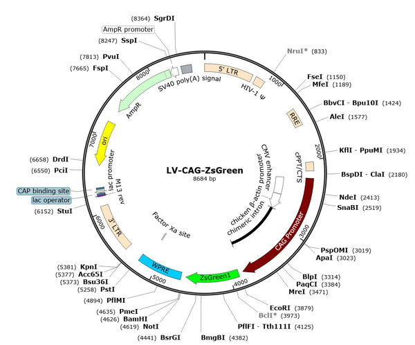 LV-CAG-ZsGreen vector map