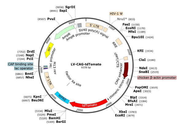 LV-CAG-tdTOMATO vector map