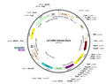 LV-CMV-Citrine-Puro vector map