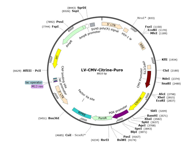 LV-CMV-Citrine-Puro vector map