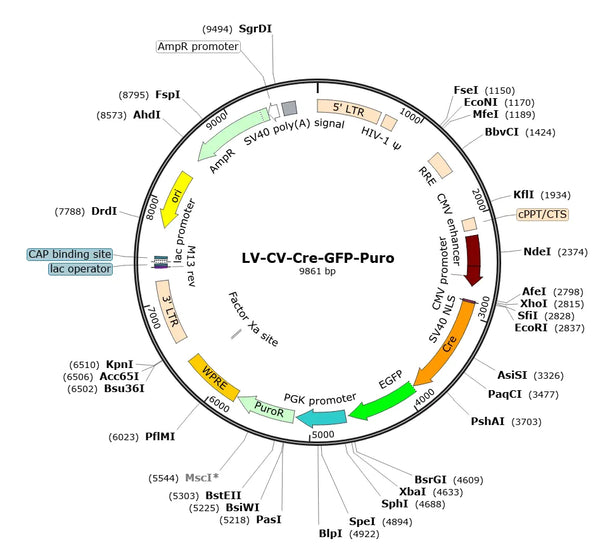 LV-CMV-Cre-GFP-Puro vector map