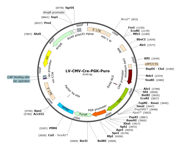 LV-CMV-Cre-Puro vector map