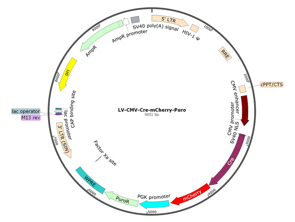 LV-CMV-Cre-mCherry-Puro vector map