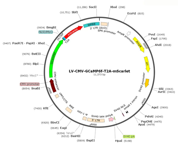 LV-CMV-GCaMP6f-T2A-mScarlet vector map