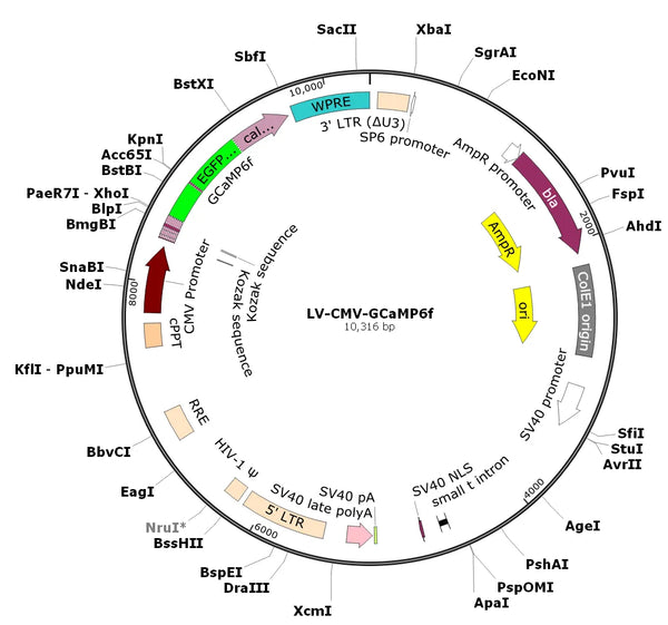 LV-CMV-GCaMP6f vector map