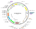 LV-CMV-GFP-Puro vector map