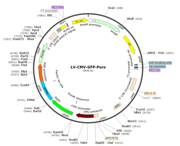 LV-CMV-GFP-Puro vector map