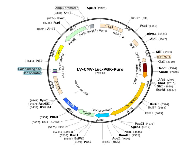 LV-CMV-fLuc-PGK-Puro vector map