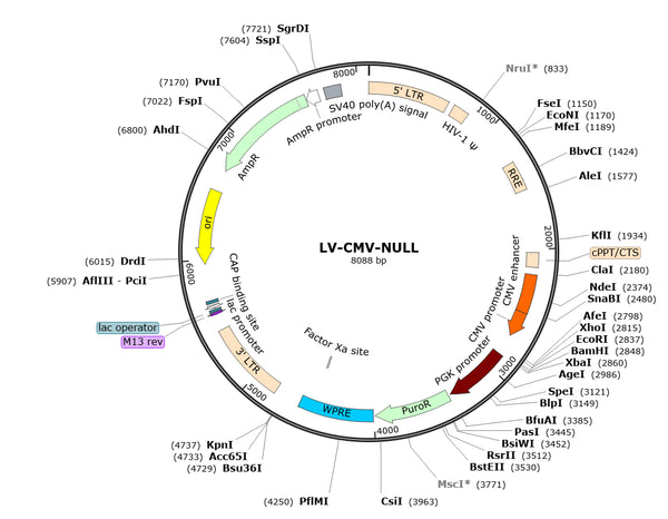 LV-CMV-Null-Puro vector map