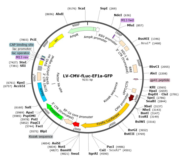 LV-CMV-fLuc-EF1a-GFP vector map
