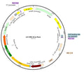 LV-CMV-iCre-Puro vector map