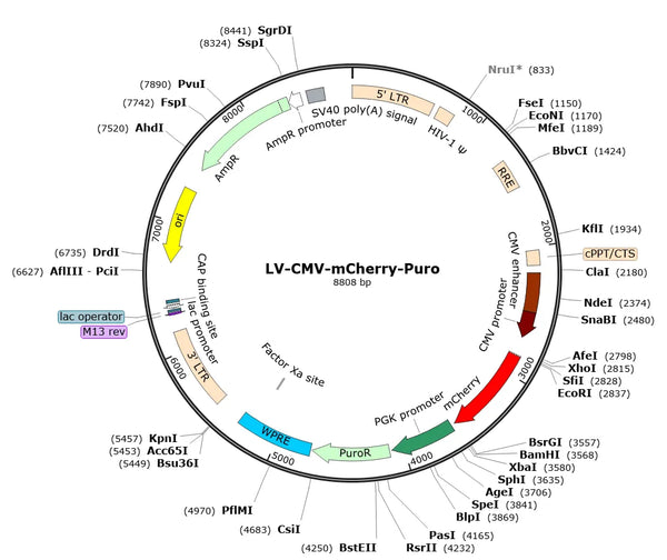 LV-CMV-mCherry-Puro vector map