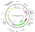 LV-CMV-mito-roGFP2-Orp1-PGK-BSD vector map