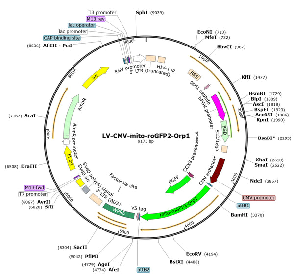 LV-CMV-mito-roGFP2-Orp1-PGK-BSD vector map