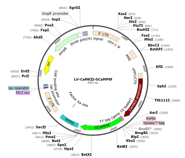 LV-CaMKII-GCaMP6f vector map
