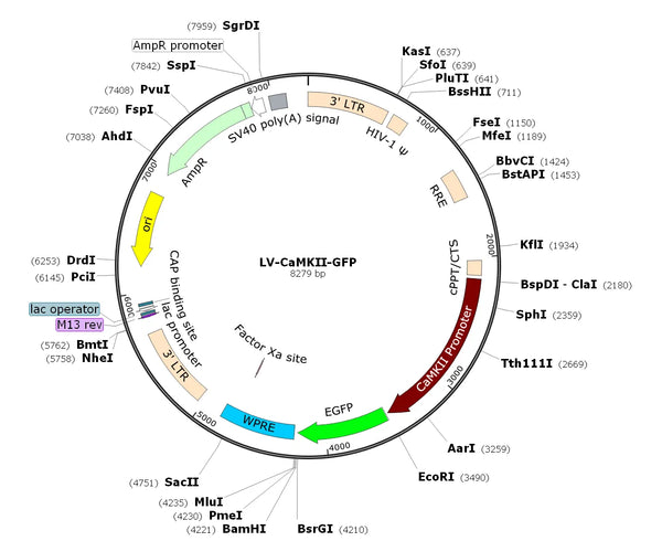 LV-CaMKII-GFP vector map