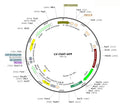 LV-ChAT-GFP vector map