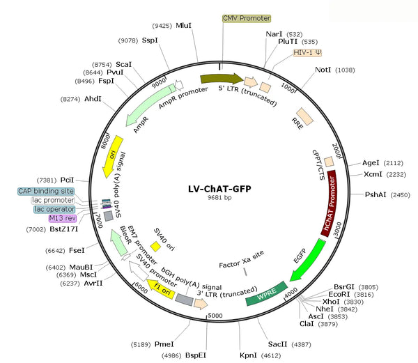 LV-ChAT-GFP vector map
