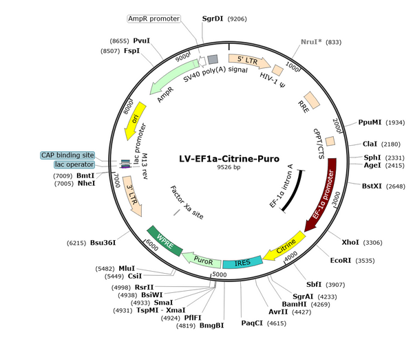 LV-EF1a-Citrine-Puro vector map