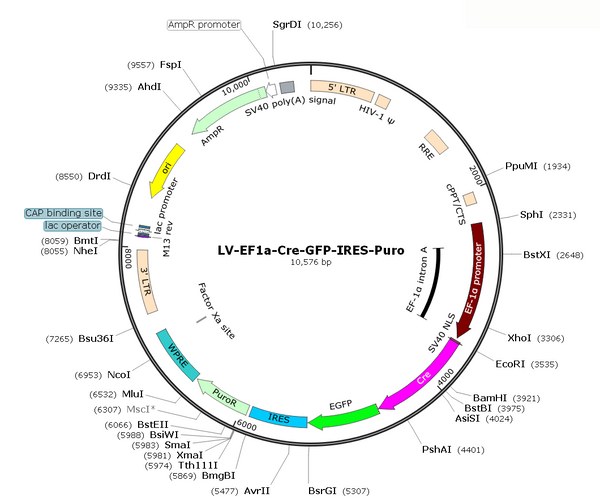 LV-EF1a-Cre-GFP-Puro vector map