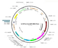 HEK293T-Cre-eGFP Stable Cell Line – Figure 1 of 1