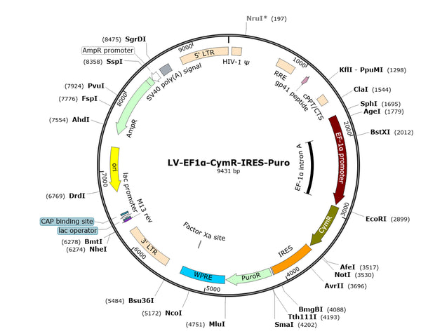 LV-EF1a-CymR-IRES-Puro vector map