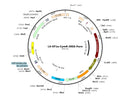 HEK293T-CymR Stable Cell Line (Puromycin) – Figure 1 of 1