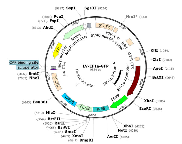 LV-EF1a-GFP-Puro vector map