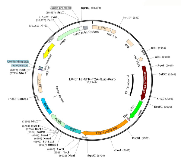 LV-EF1a-GFP-T2A-fLuc-Puro vector map