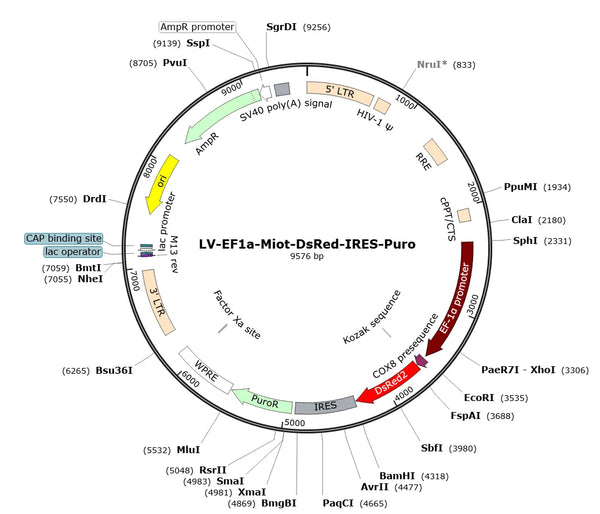 LV-EF1a-Mito-DsRed-IRES-Puro vector map